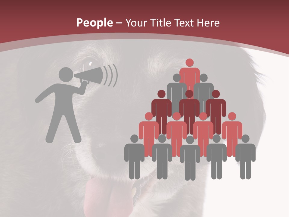 Cute Old Dog On White Background Looking Happy PowerPoint Template