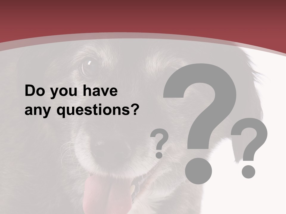 Cute Old Dog On White Background Looking Happy PowerPoint Template