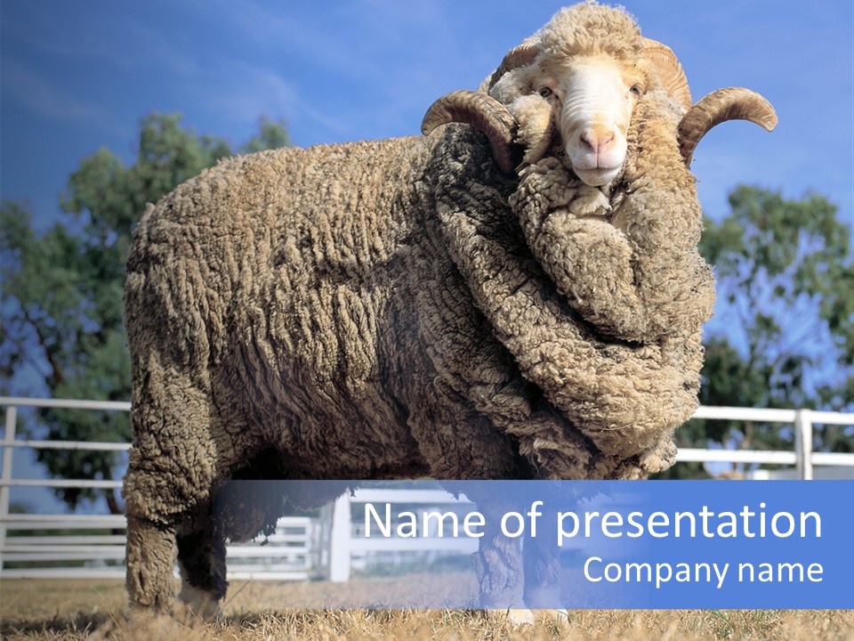 Australian Merino Sheep PowerPoint Template