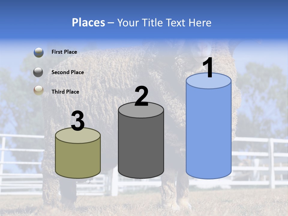 Australian Merino Sheep PowerPoint Template