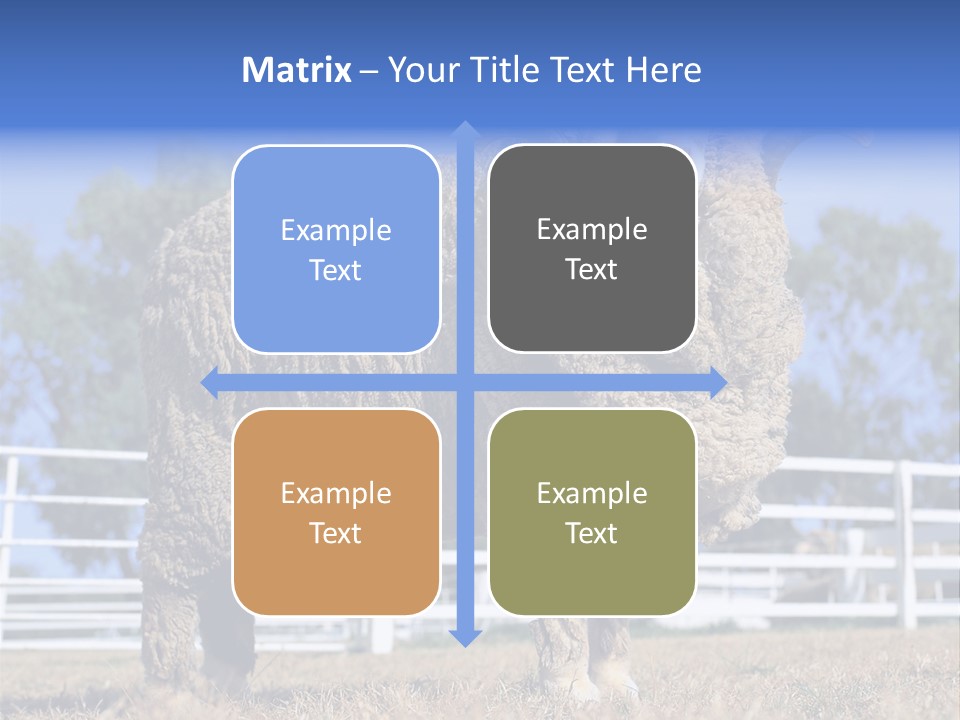 Australian Merino Sheep PowerPoint Template
