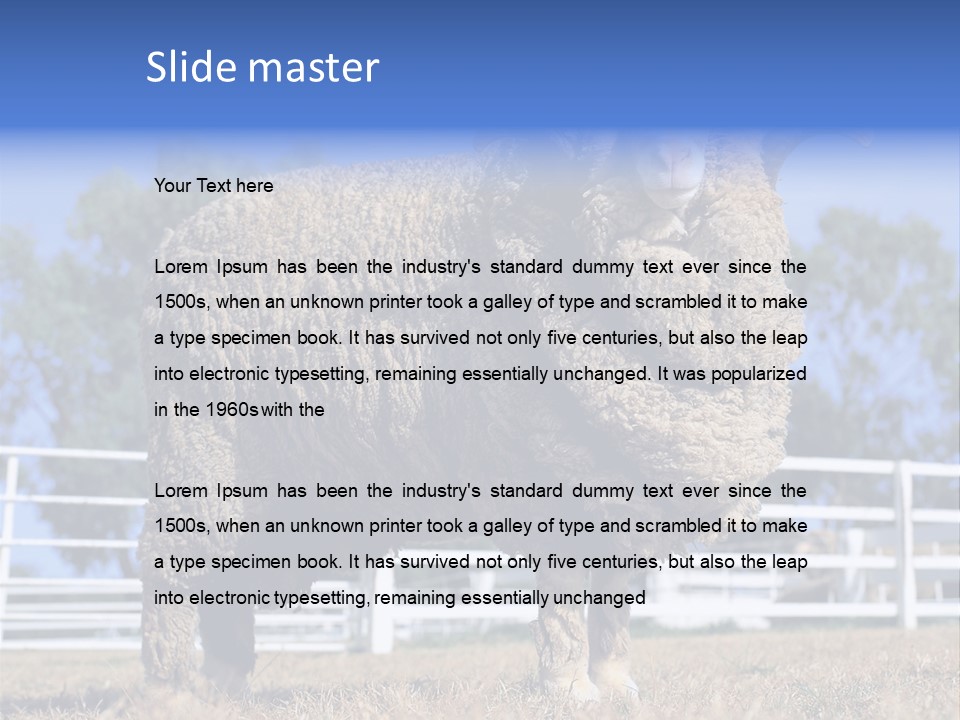 Australian Merino Sheep PowerPoint Template