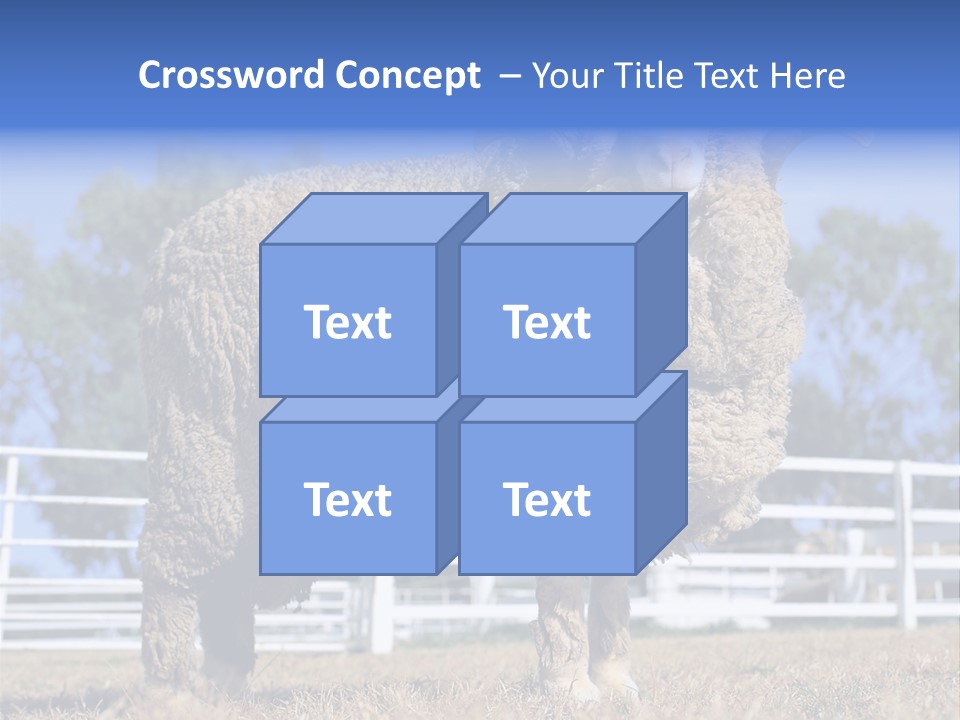 Australian Merino Sheep PowerPoint Template