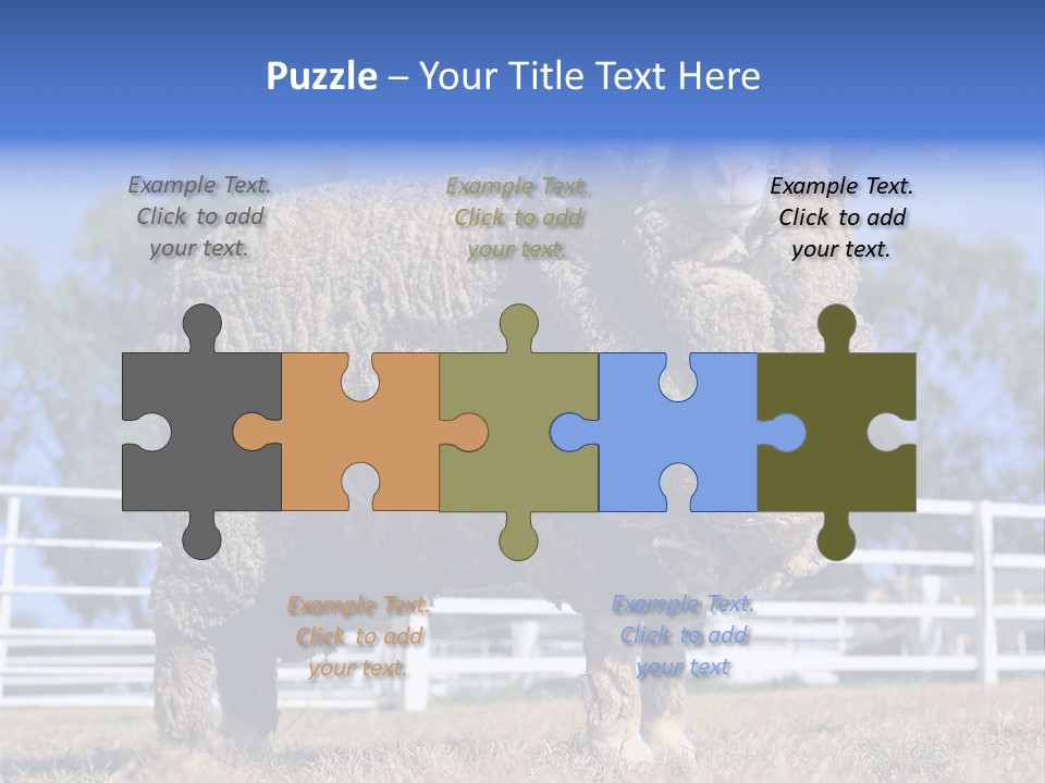Australian Merino Sheep PowerPoint Template