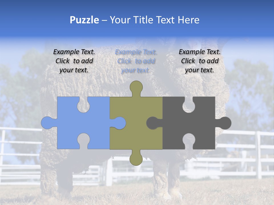 Australian Merino Sheep PowerPoint Template