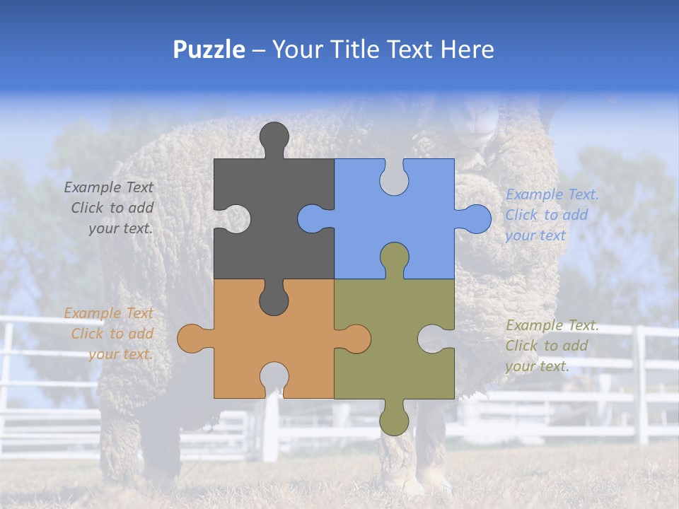 Australian Merino Sheep PowerPoint Template
