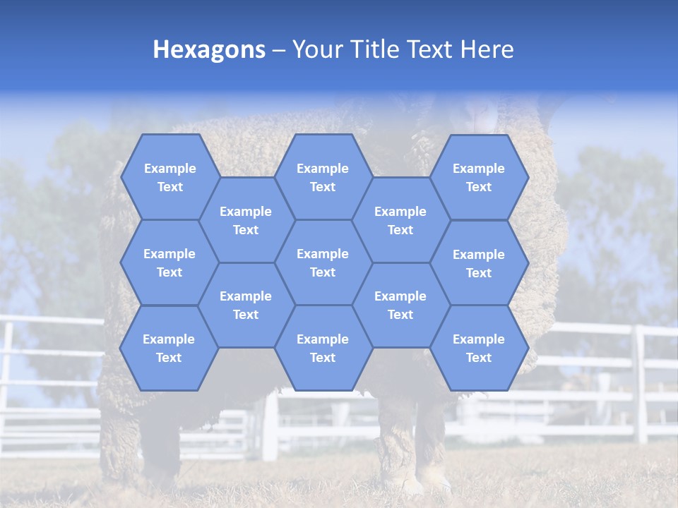 Australian Merino Sheep PowerPoint Template