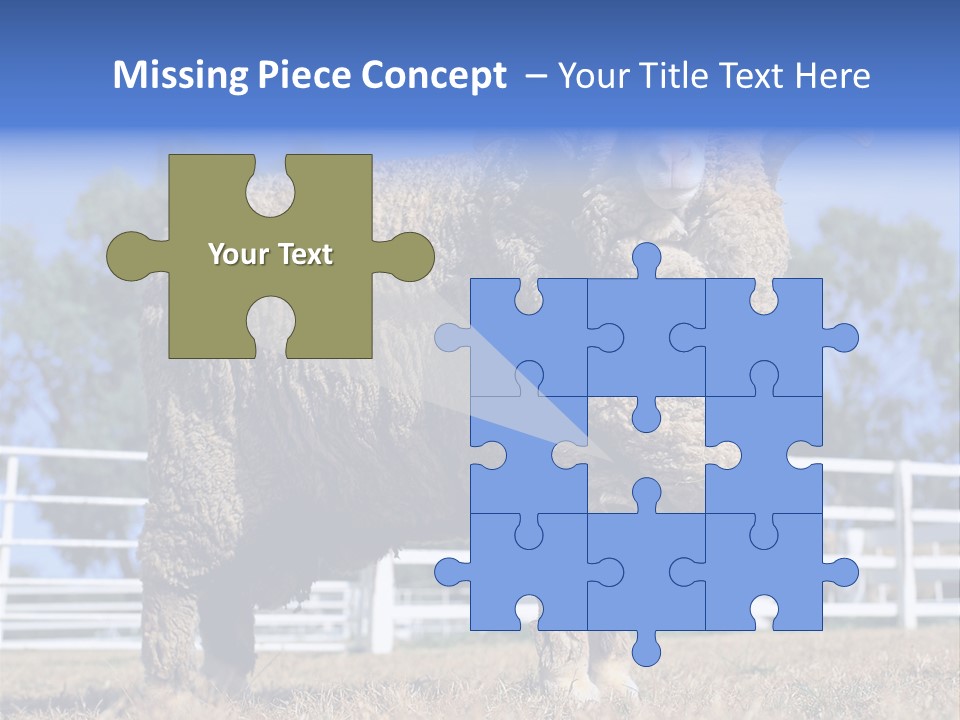 Australian Merino Sheep PowerPoint Template