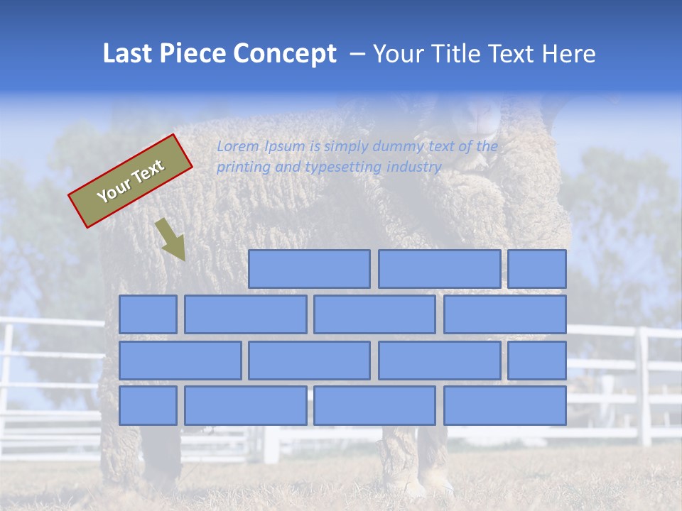 Australian Merino Sheep PowerPoint Template