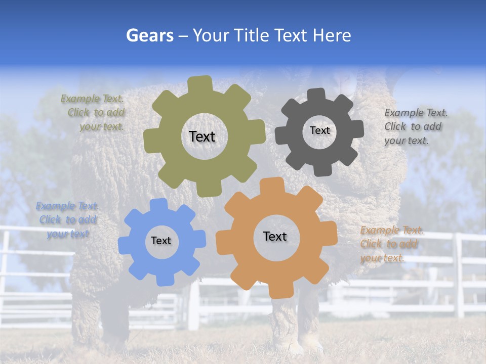 Australian Merino Sheep PowerPoint Template