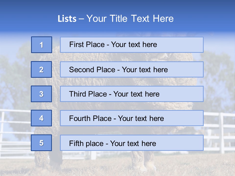 Australian Merino Sheep PowerPoint Template