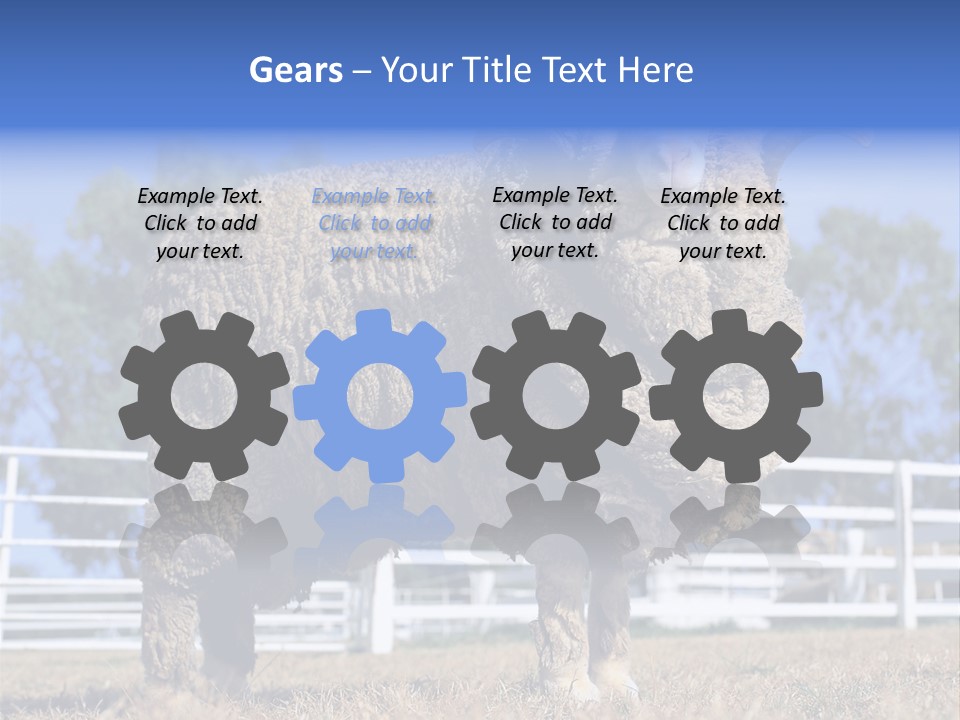 Australian Merino Sheep PowerPoint Template