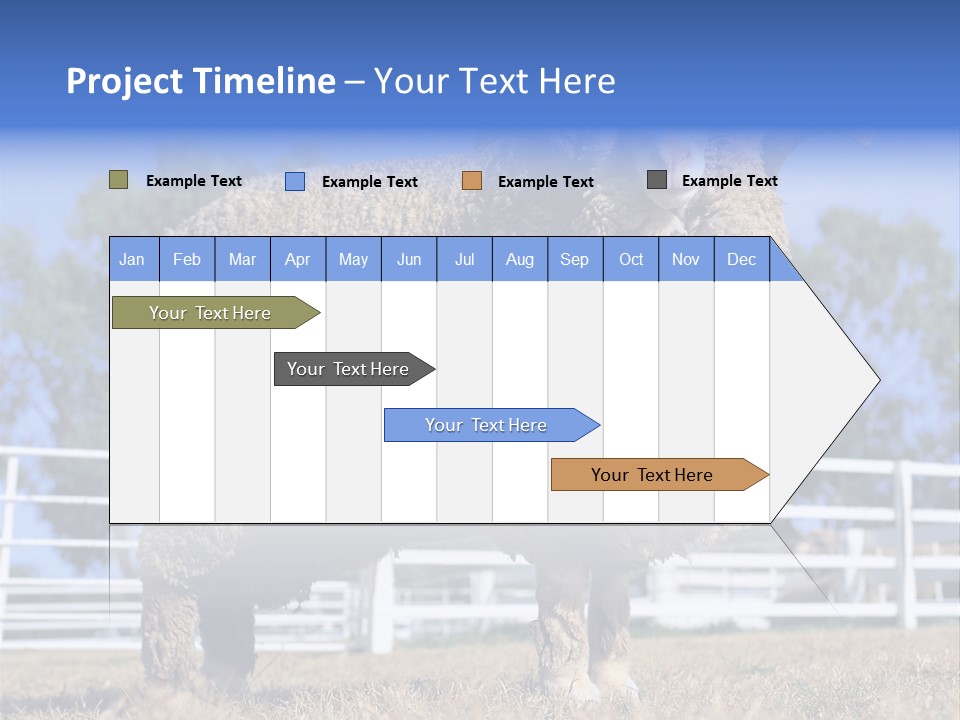 Australian Merino Sheep PowerPoint Template
