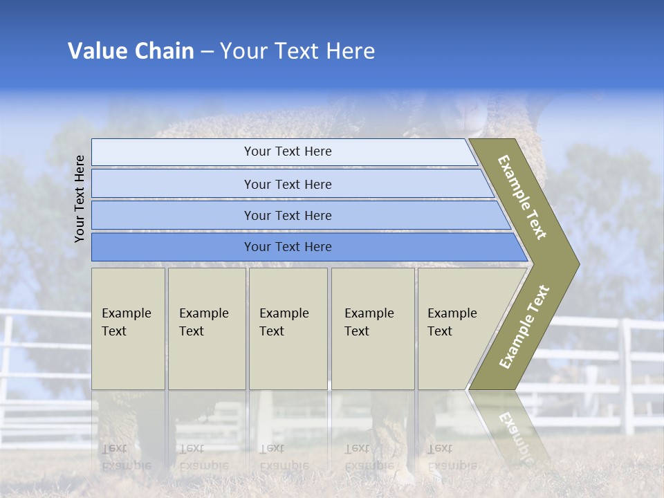 Australian Merino Sheep PowerPoint Template