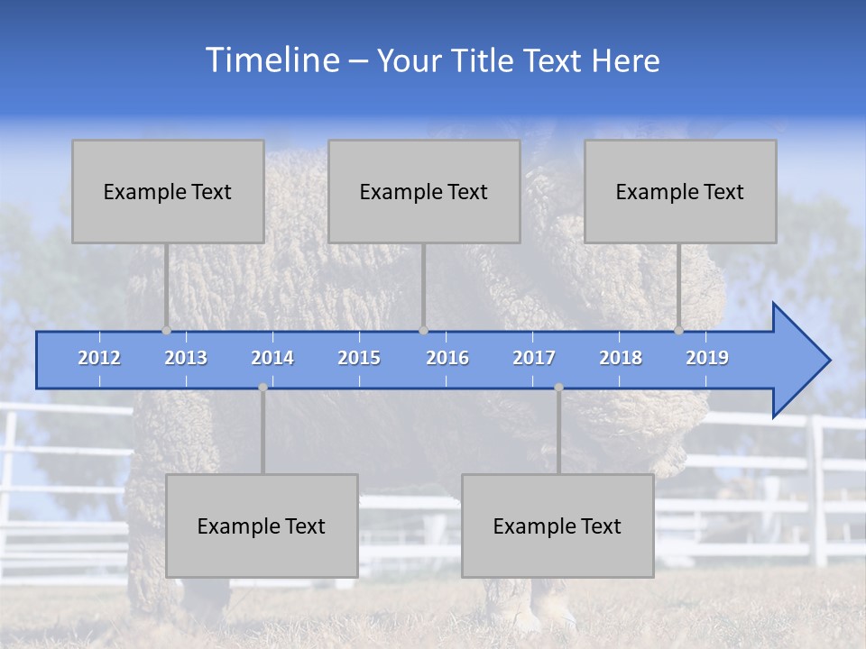 Australian Merino Sheep PowerPoint Template