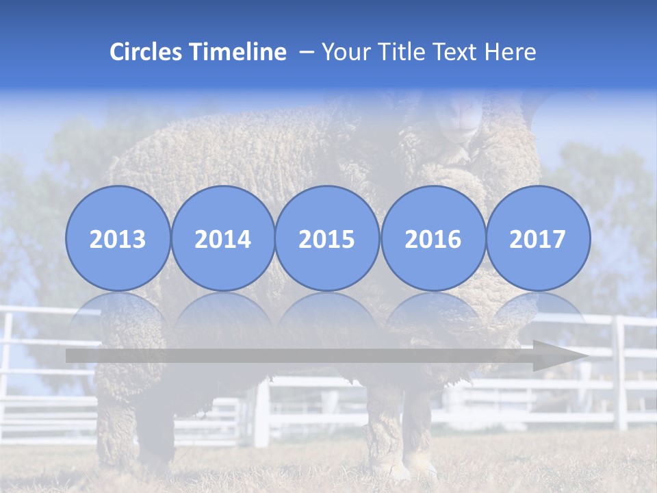 Australian Merino Sheep PowerPoint Template