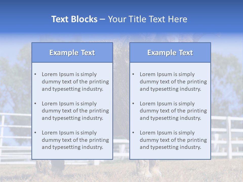 Australian Merino Sheep PowerPoint Template