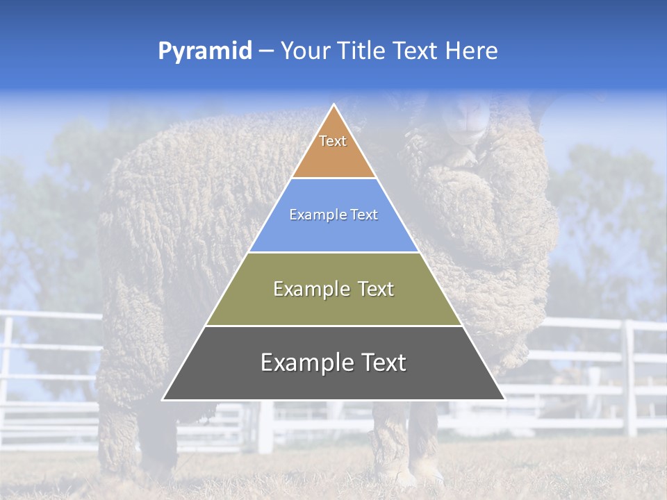 Australian Merino Sheep PowerPoint Template