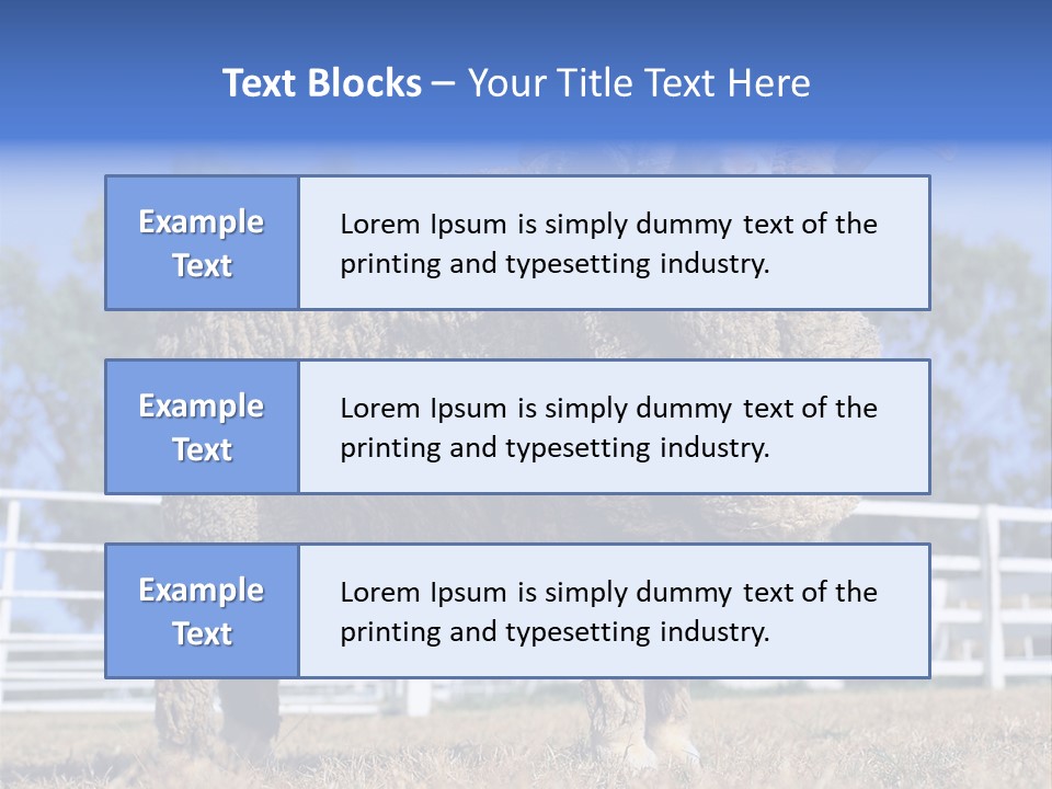Australian Merino Sheep PowerPoint Template