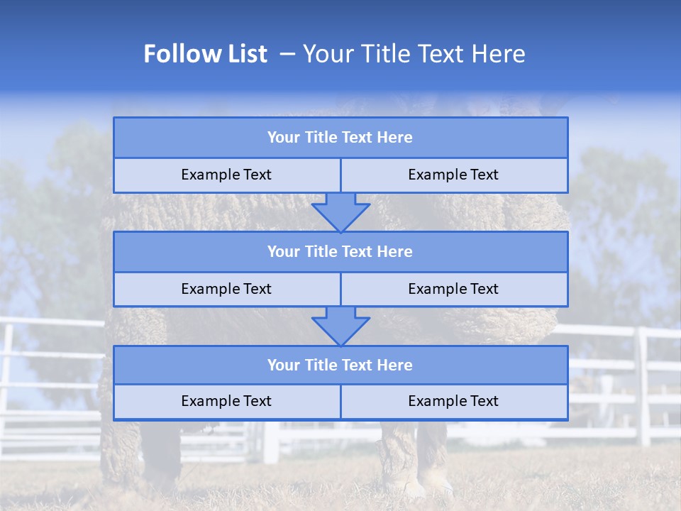 Australian Merino Sheep PowerPoint Template