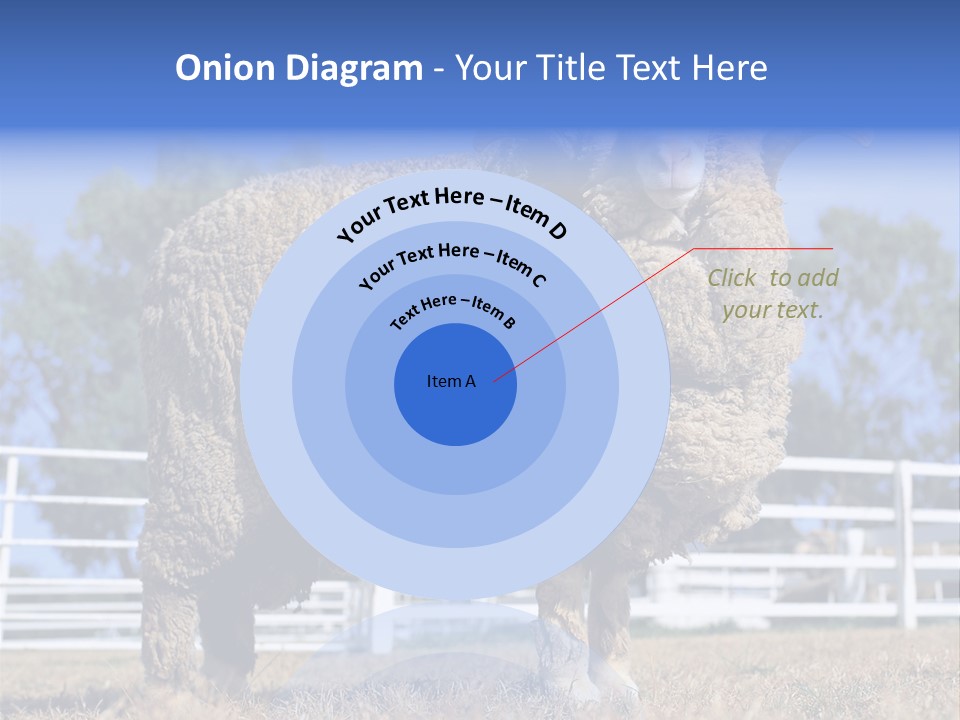 Australian Merino Sheep PowerPoint Template
