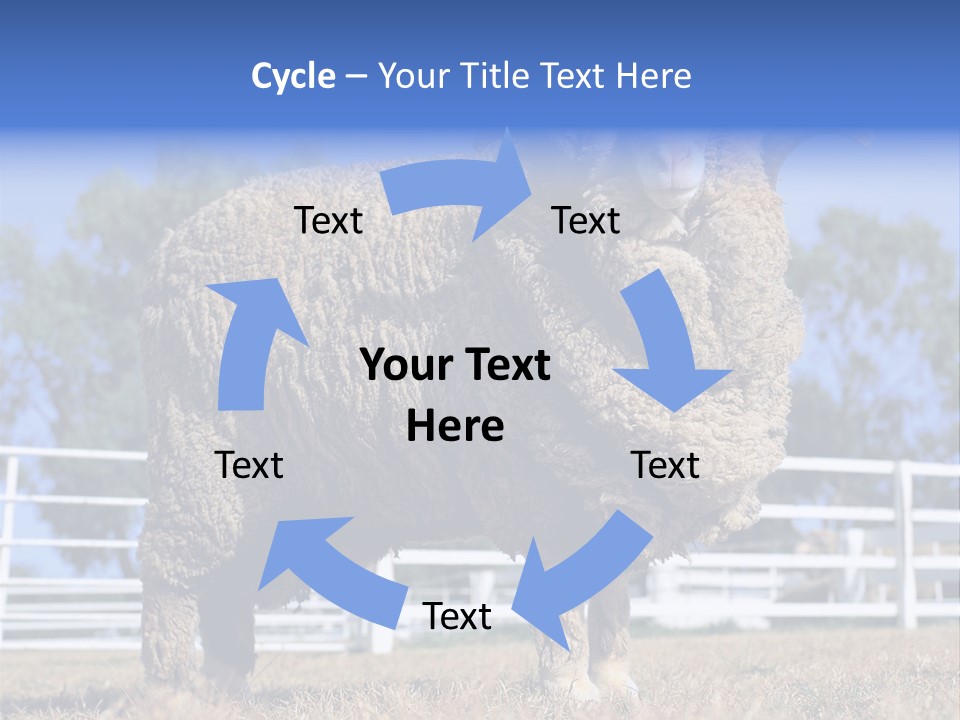 Australian Merino Sheep PowerPoint Template