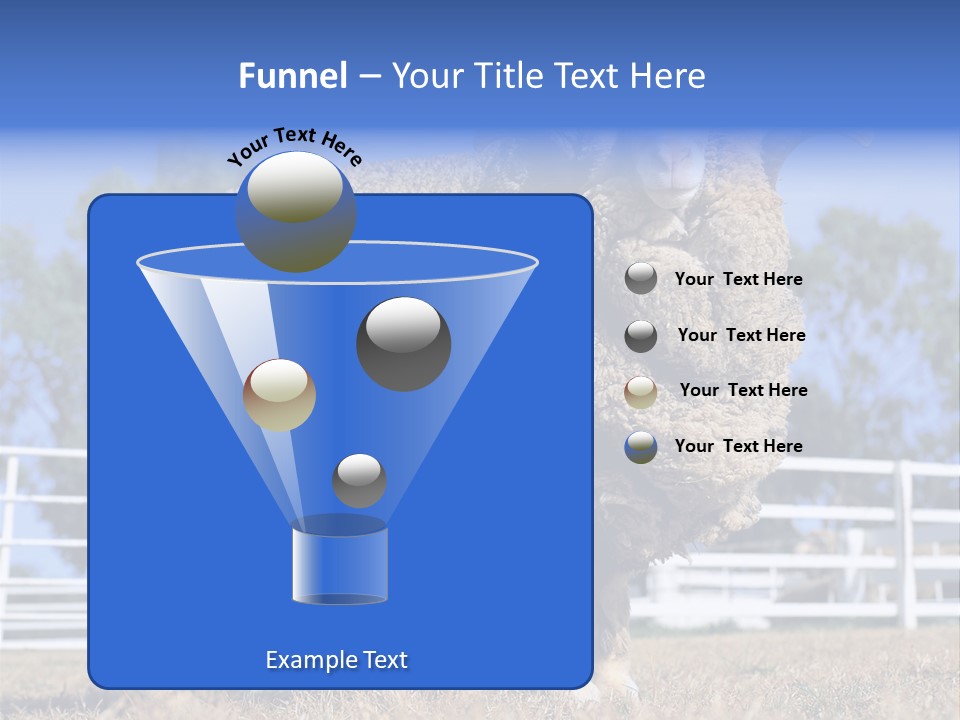 Australian Merino Sheep PowerPoint Template
