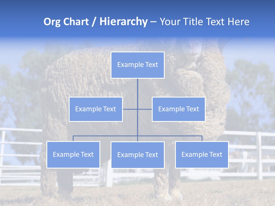 Australian Merino Sheep PowerPoint Template