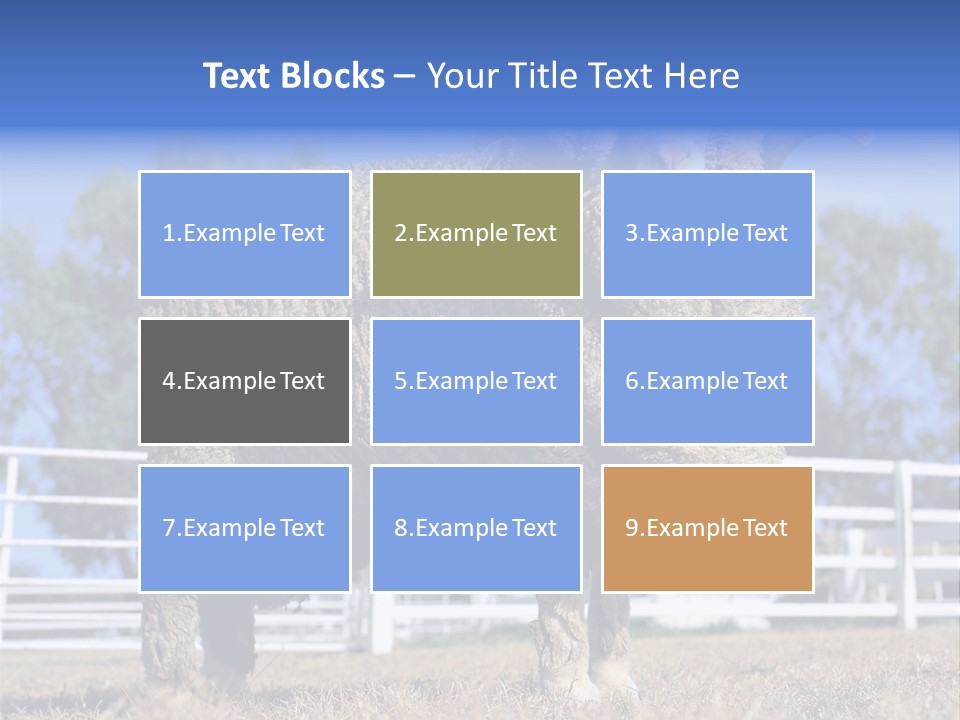 Australian Merino Sheep PowerPoint Template