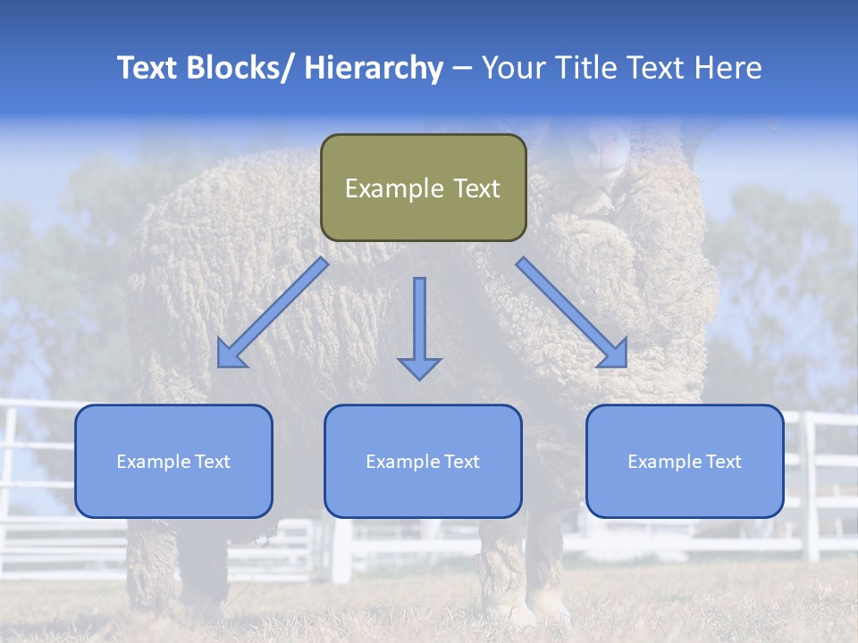 Australian Merino Sheep PowerPoint Template
