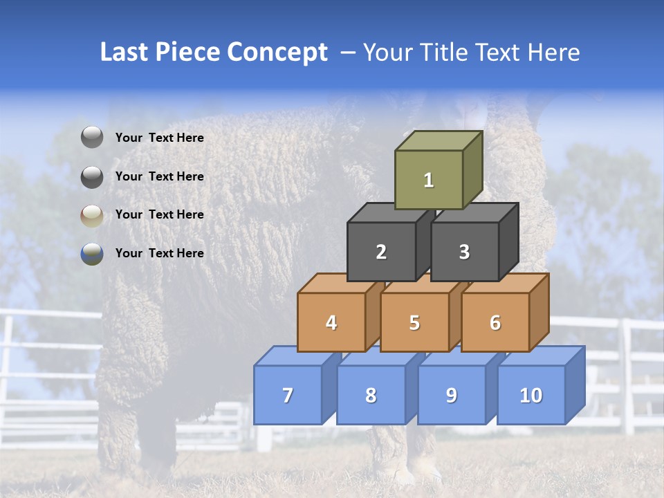 Australian Merino Sheep PowerPoint Template