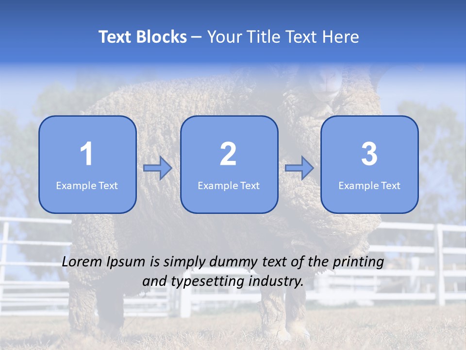 Australian Merino Sheep PowerPoint Template