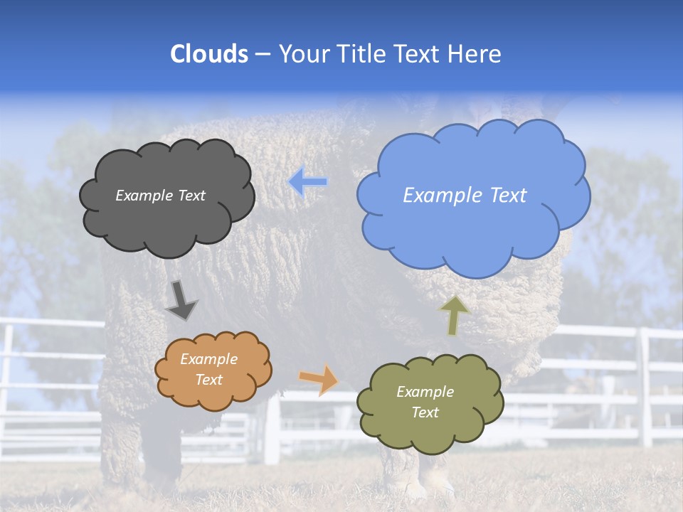 Australian Merino Sheep PowerPoint Template