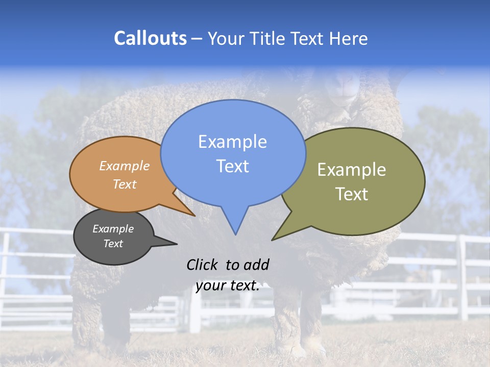Australian Merino Sheep PowerPoint Template