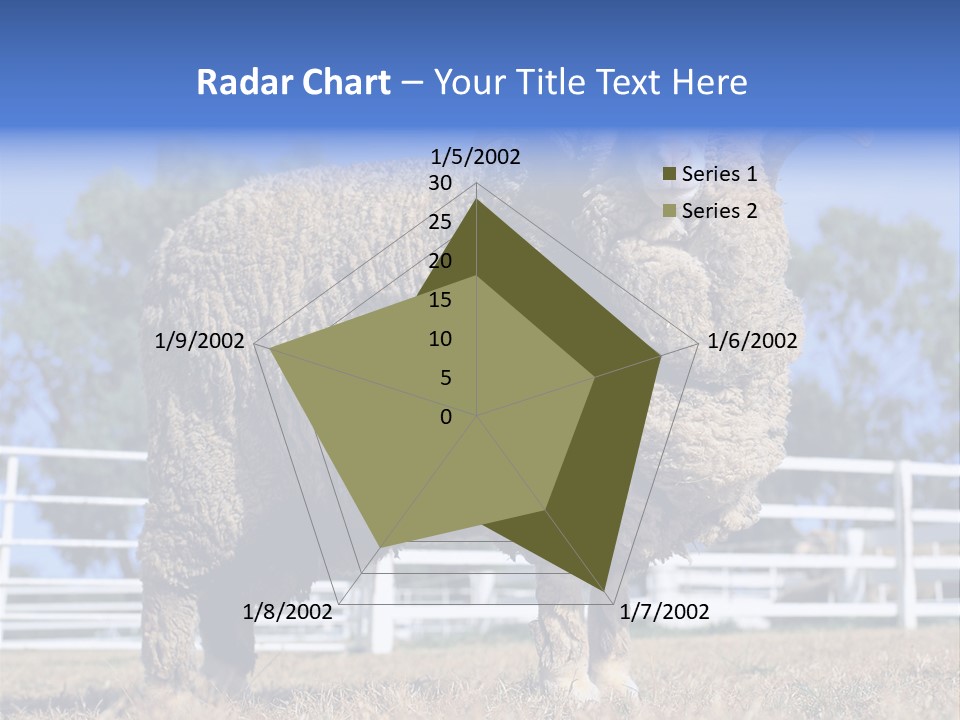 Australian Merino Sheep PowerPoint Template
