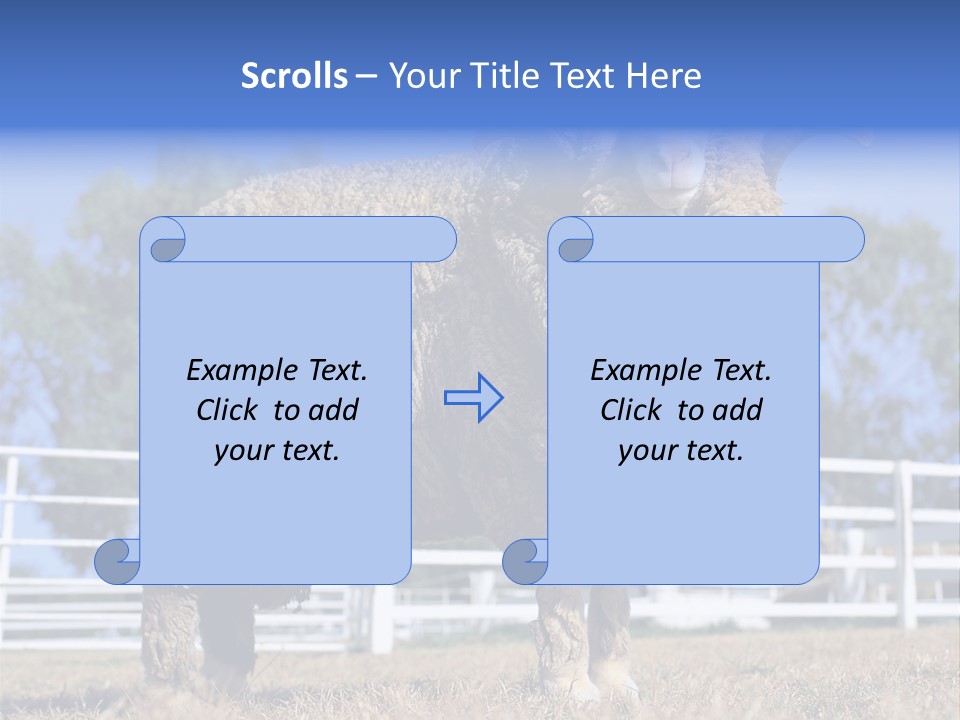 Australian Merino Sheep PowerPoint Template