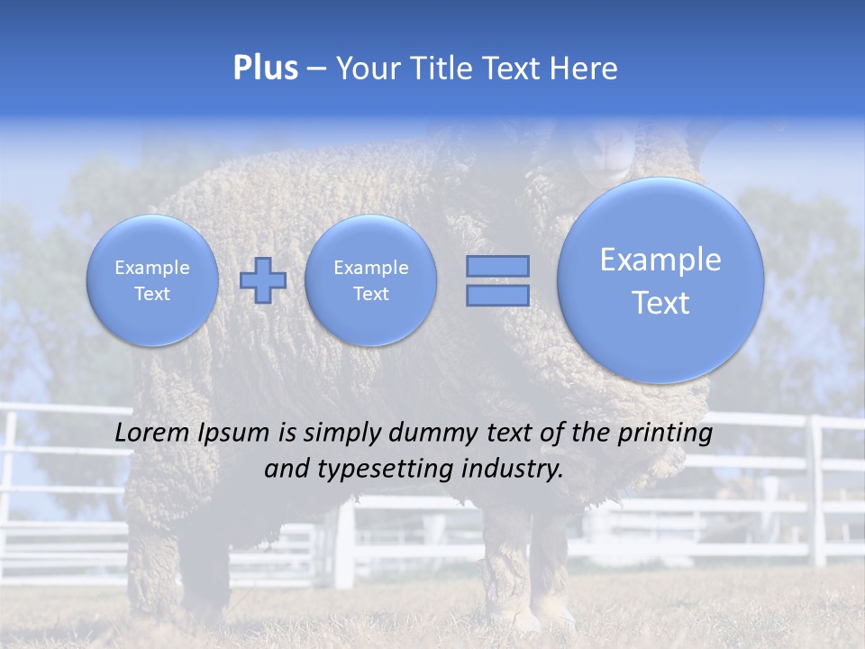 Australian Merino Sheep PowerPoint Template