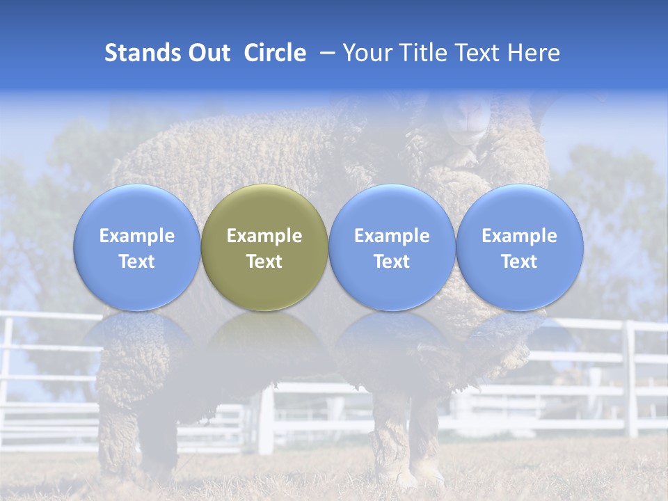 Australian Merino Sheep PowerPoint Template