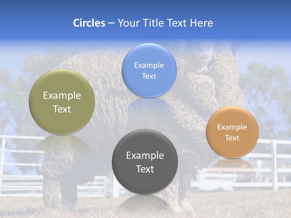 Australian Merino Sheep PowerPoint Template