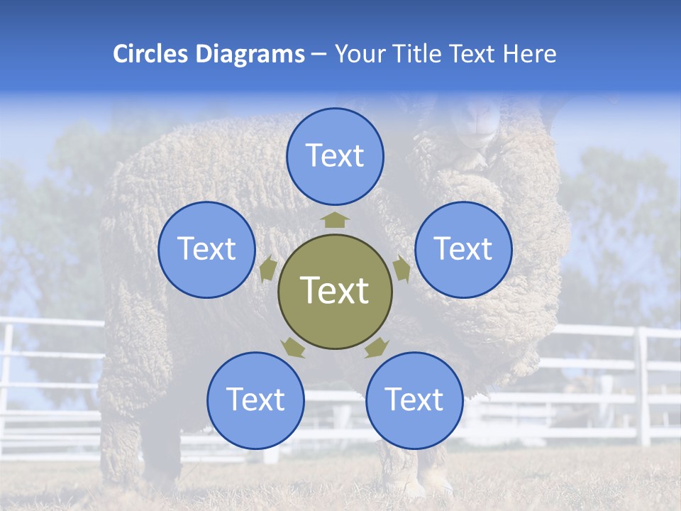 Australian Merino Sheep PowerPoint Template
