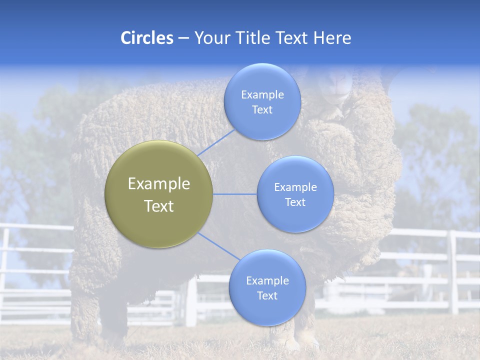 Australian Merino Sheep PowerPoint Template