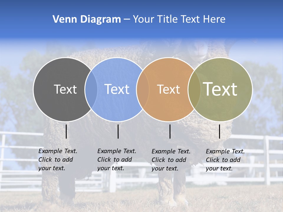 Australian Merino Sheep PowerPoint Template