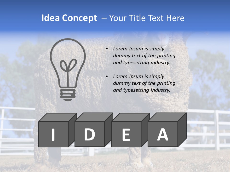 Australian Merino Sheep PowerPoint Template