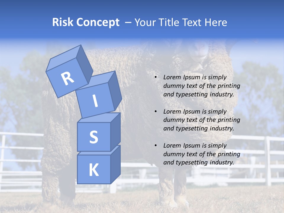 Australian Merino Sheep PowerPoint Template