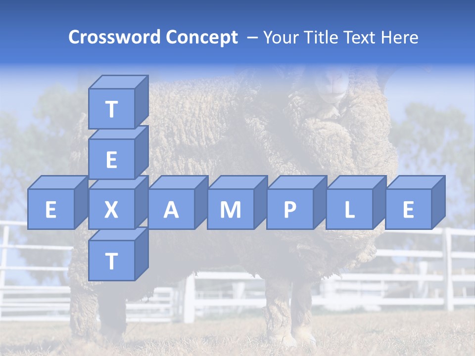Australian Merino Sheep PowerPoint Template