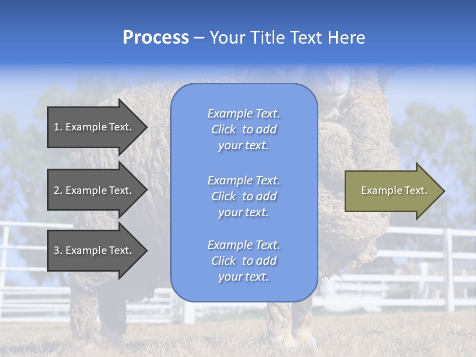 Australian Merino Sheep PowerPoint Template