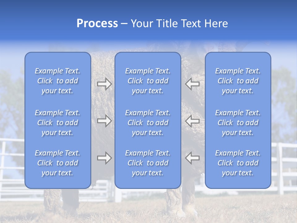 Australian Merino Sheep PowerPoint Template