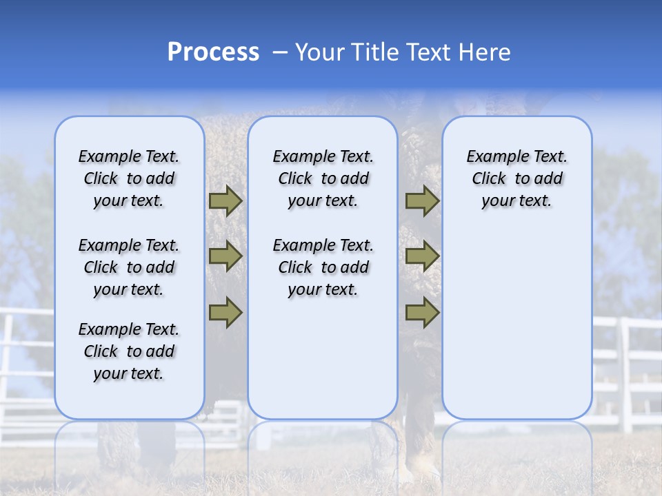 Australian Merino Sheep PowerPoint Template