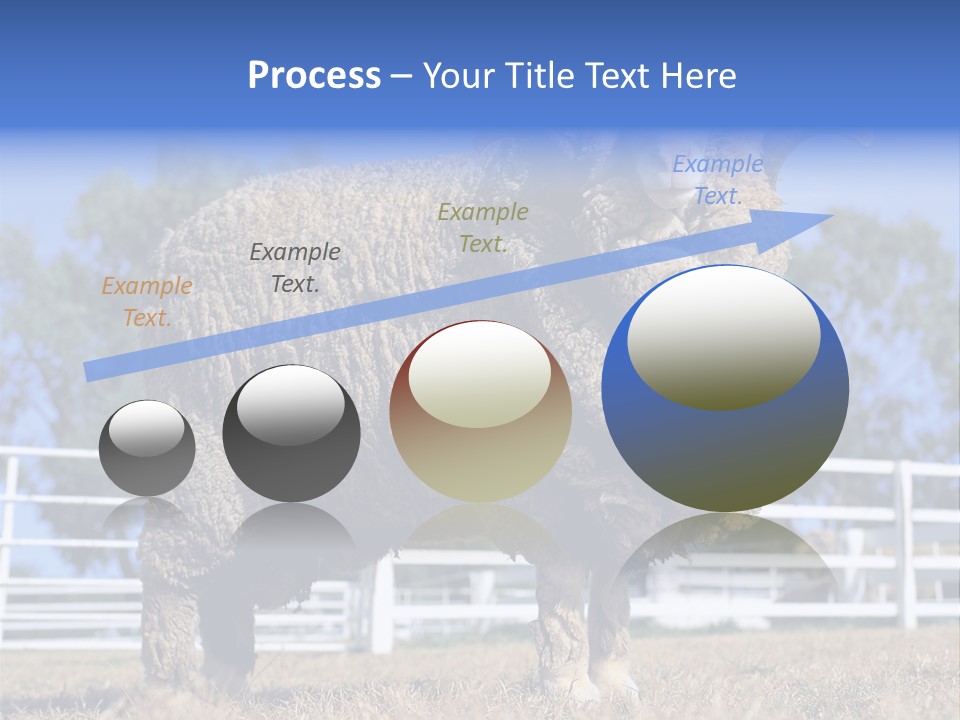 Australian Merino Sheep PowerPoint Template