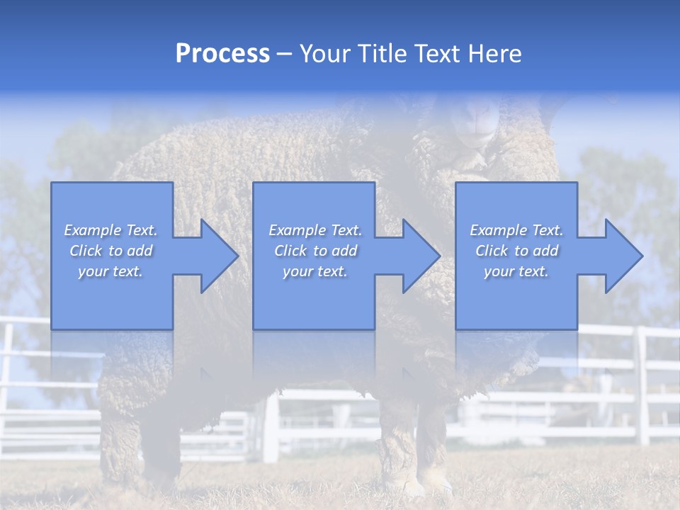 Australian Merino Sheep PowerPoint Template